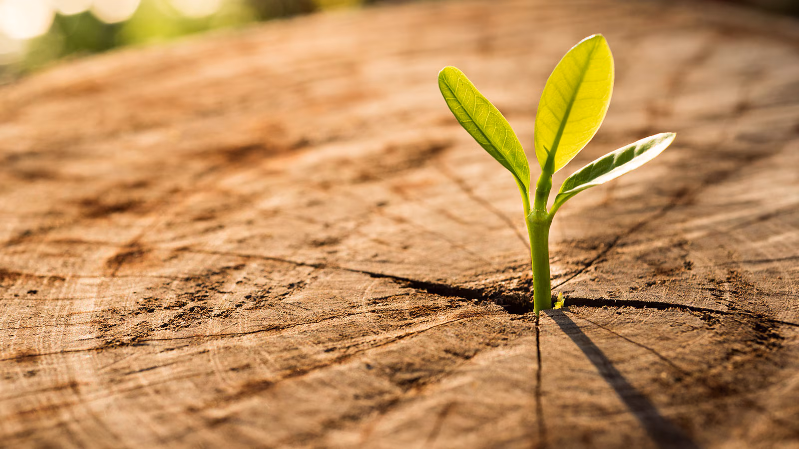 ESG-Linked Sukuk and Green Instruments: Structuring Sustainability into the Capital Stack